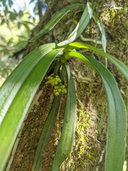 Gastrochilus