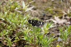 Phalaenoides tristifica