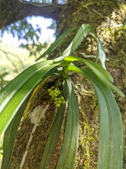 Gastrochilus