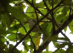 Dicaeum erythrorhynchos