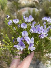 Psoralea aculeata