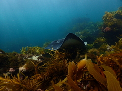 Bathytoshia brevicaudata