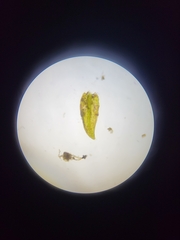 Platylomella lescurii