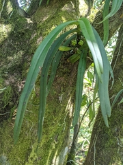 Gastrochilus