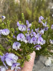 Psoralea aculeata