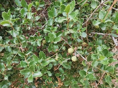 Quercus coccifera