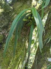 Gastrochilus