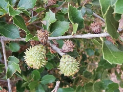 Quercus coccifera