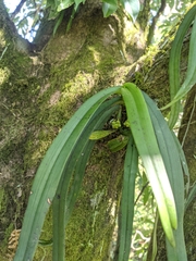 Gastrochilus