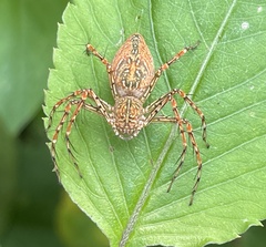 Hamadruas hieroglyphica