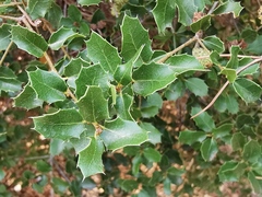 Quercus coccifera