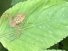 Hamadruas hieroglyphica