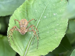 Hamadruas hieroglyphica