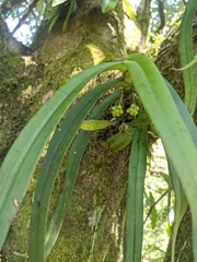 Gastrochilus