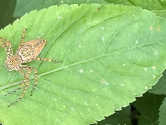 Hamadruas hieroglyphica