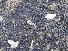 Coleoptera