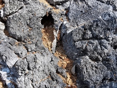 Coleoptera