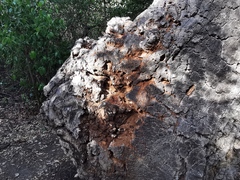 Coleoptera