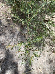 Acacia baueri baueri