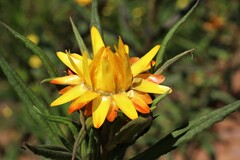 Xerochrysum bracteatum