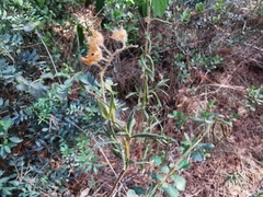 Cistus monspeliensis