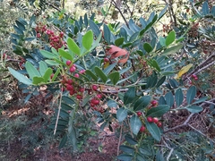 Pistacia lentiscus