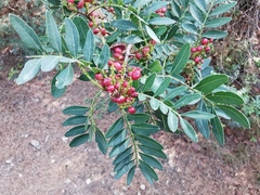Pistacia lentiscus
