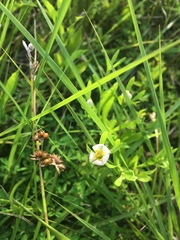 Sabatia calycina