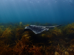 Bathytoshia brevicaudata