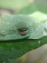 Rhacophorus malabaricus