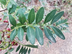 Pistacia lentiscus