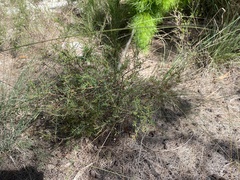 Acacia baueri baueri