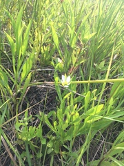 Sabatia calycina