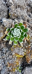Draba nivicola