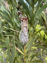 Protea lepidocarpodendron