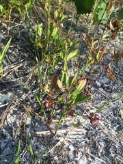 Vaccinium tenellum