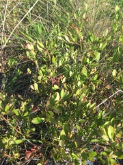 Vaccinium tenellum