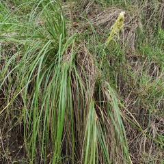 Austroderia richardii
