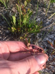 Vaccinium tenellum