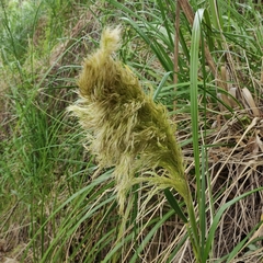 Austroderia richardii