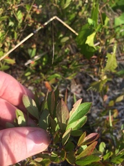 Vaccinium tenellum