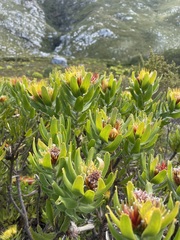 Leucospermum oleifolium