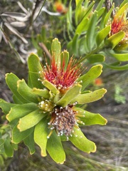 Leucospermum oleifolium