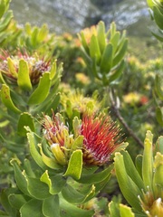 Leucospermum oleifolium