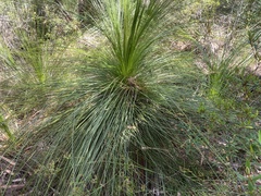 Xanthorrhoea johnsonii