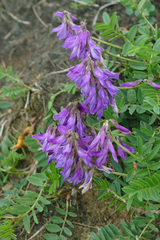 Hedysarum hedysaroides