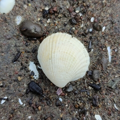 Austrovenus stutchburyi