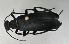 Epicauta segmenta