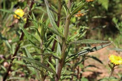 Xerochrysum bracteatum