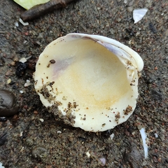 Austrovenus stutchburyi